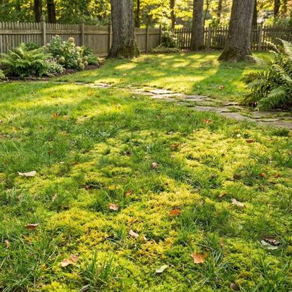 A mossy lawn