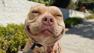 World's happiest dog