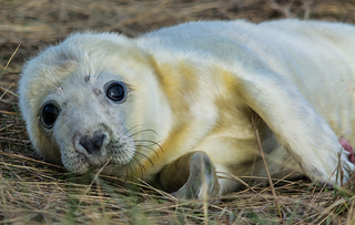 Grey seal pup photographed in Lincolnshire