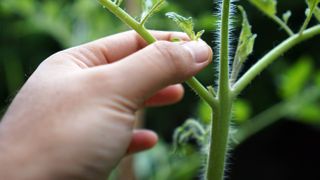 Pulling off dead leaf from tomato plant