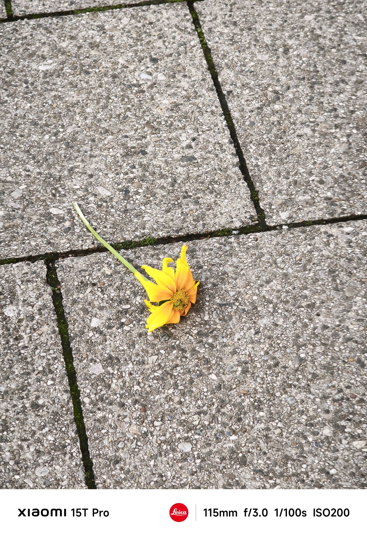 A lone flower on the ground