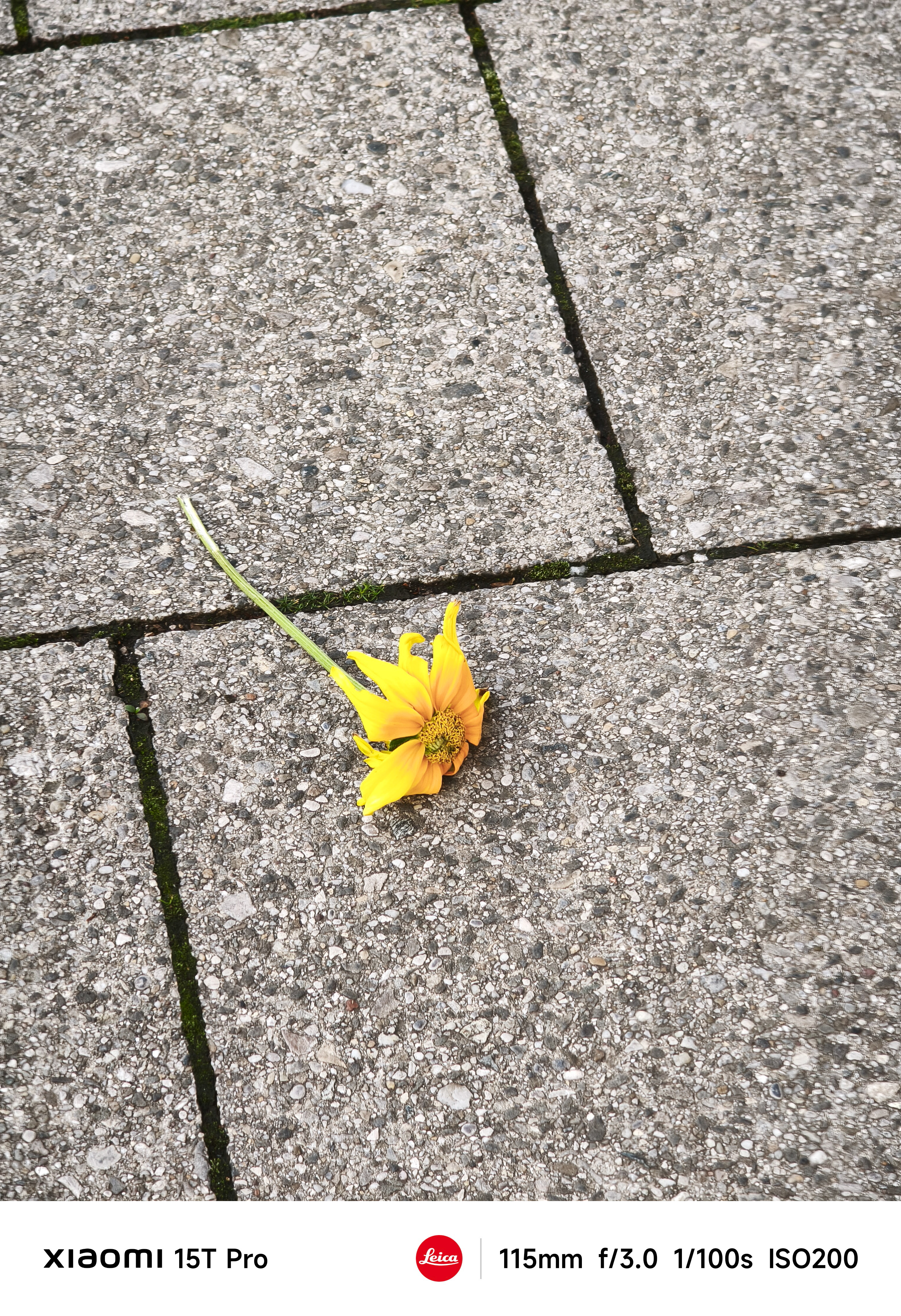 A lone flower on the ground