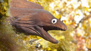 A moray eel (Muraena augusti) with its mouth open