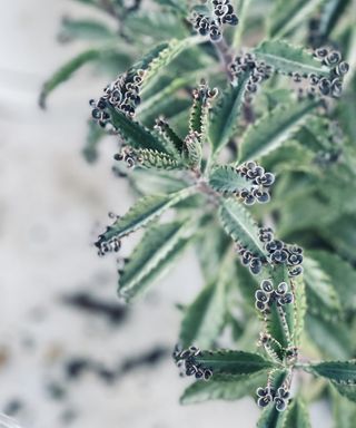 Mother of millions kalanchoe