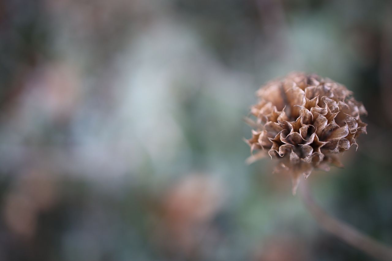 Canon EOS R with RF 35mm f/1.8 IS Macro STM | 1/160 sec at f/1.8, ISO200