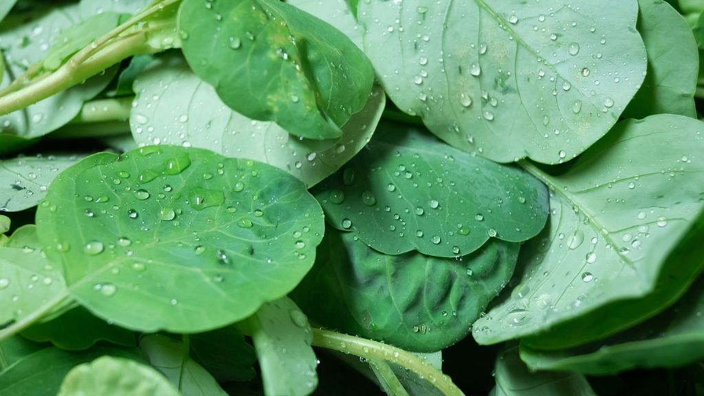 papalo leaves