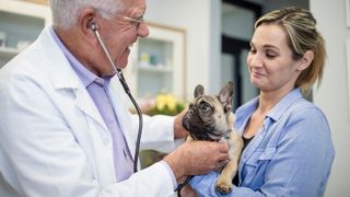 Vet handing dog over to owner