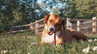 Dog lying down in a field chewing on a bully stick