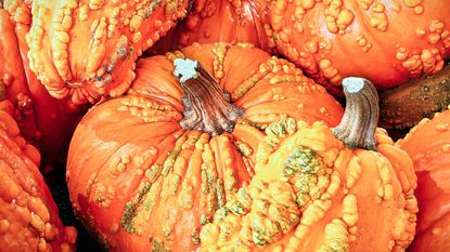 several up close bumpy, warty pumpkins/squash 