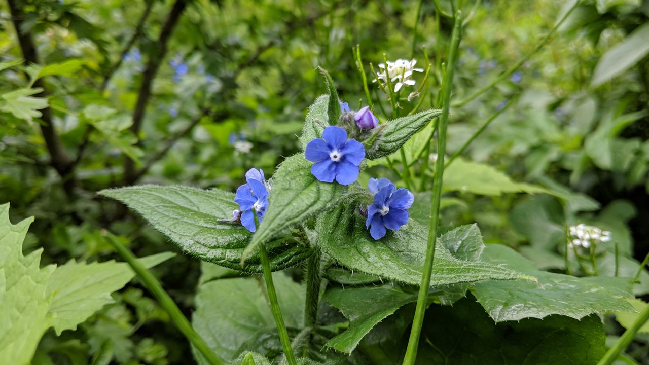 In general, the camera takes high-quality shots. Image credit: TechRadar