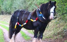 taffy the barge horse