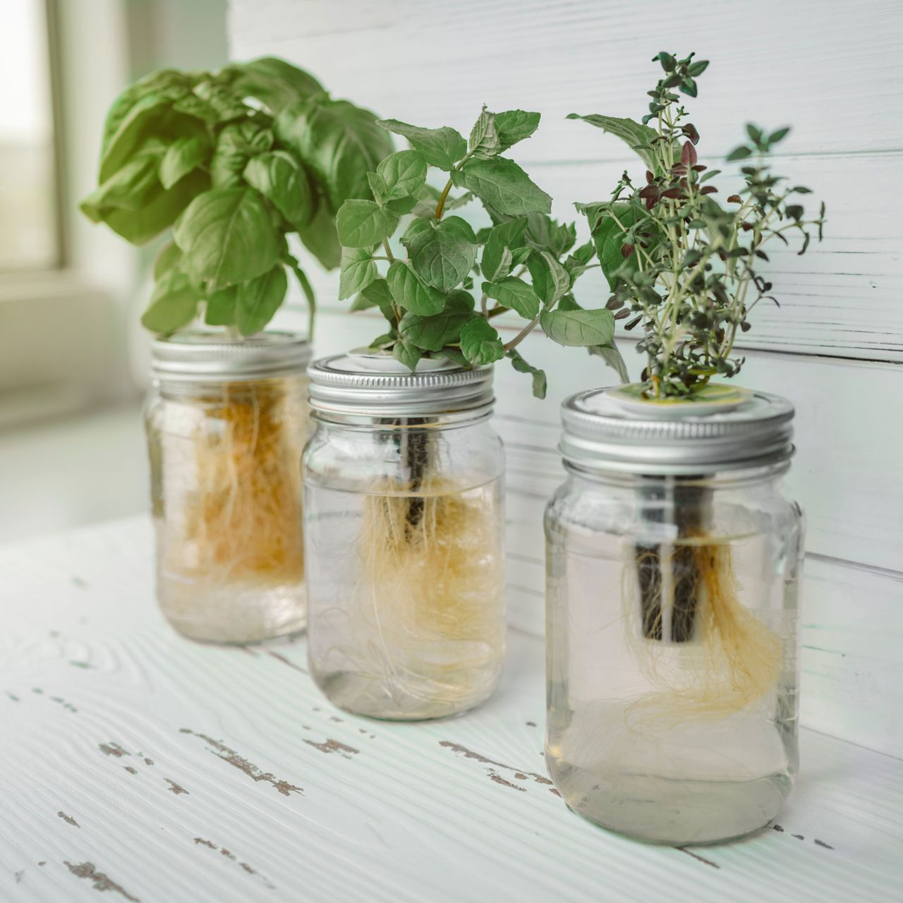 plants growing in hydroponics jars in kitchen