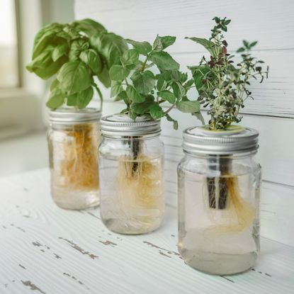 plants growing in hydroponics jars in kitchen