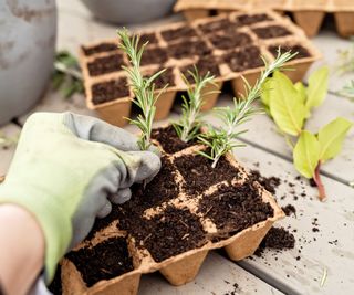growing herbs in pots as rosemary cuttings for propagation