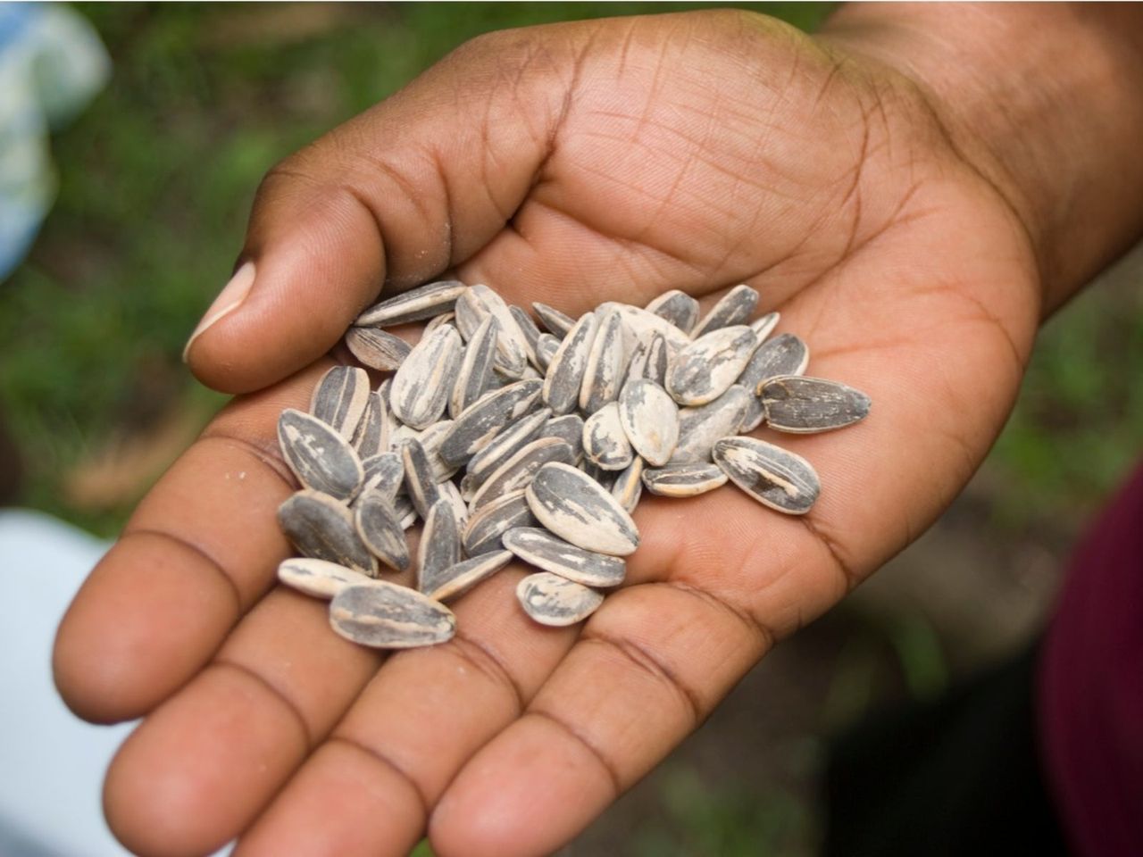 Hand Holding Flower Seeds