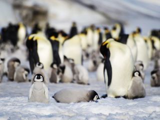 Emperor penguins