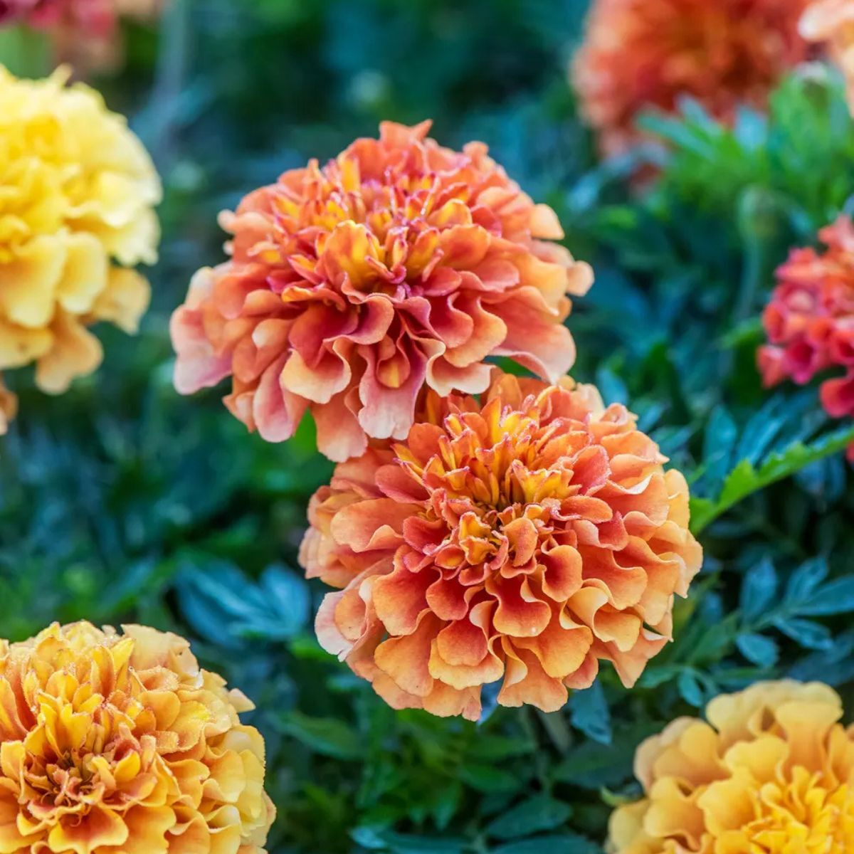 Marigold plants