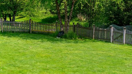 A fenced backyard with a green lawn and trees