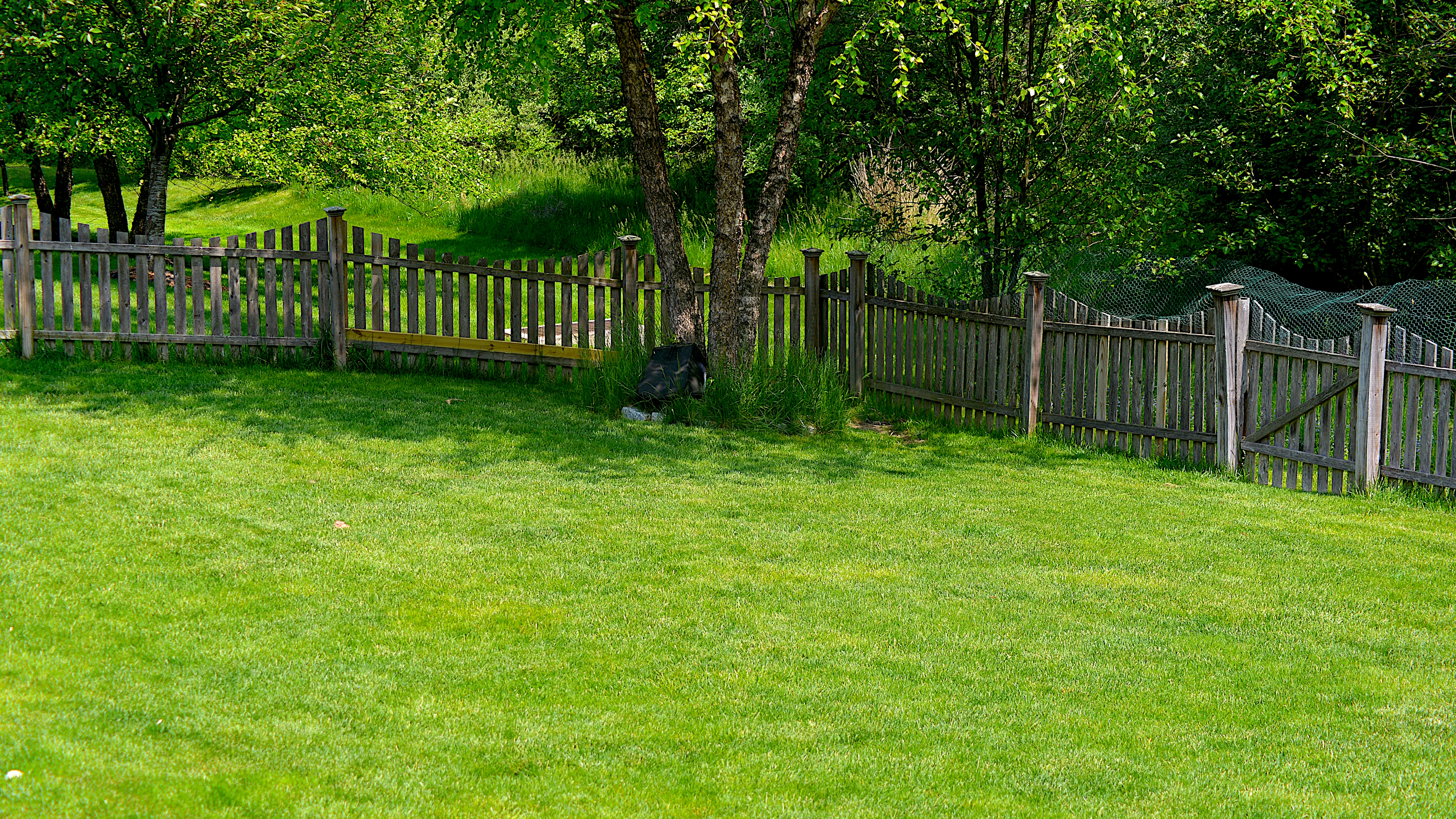 A fenced backyard with a green lawn and trees