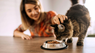 Woman stroking a cat on a table who is eating wet cat food from a bowl