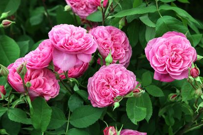 How to take rose cuttings: it's easy with our advice | Gardeningetc