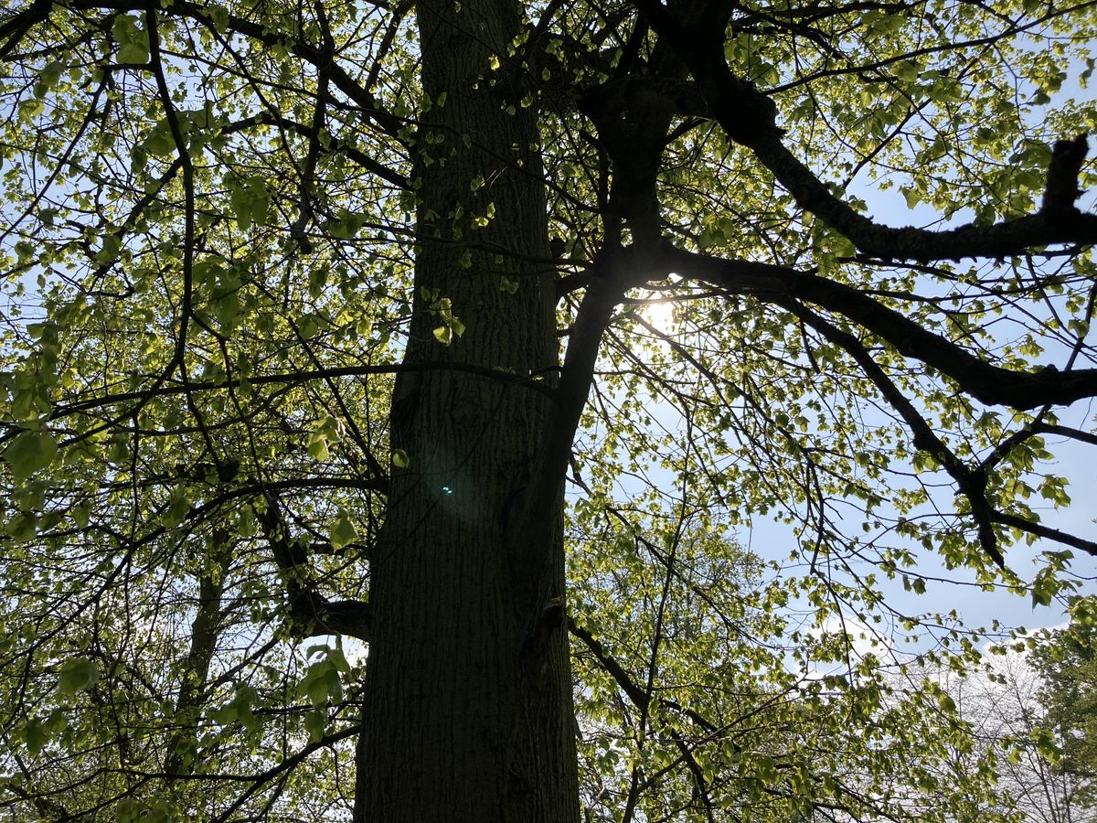 iPhone SE 2020 camera