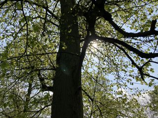 iPhone SE 2020 camera