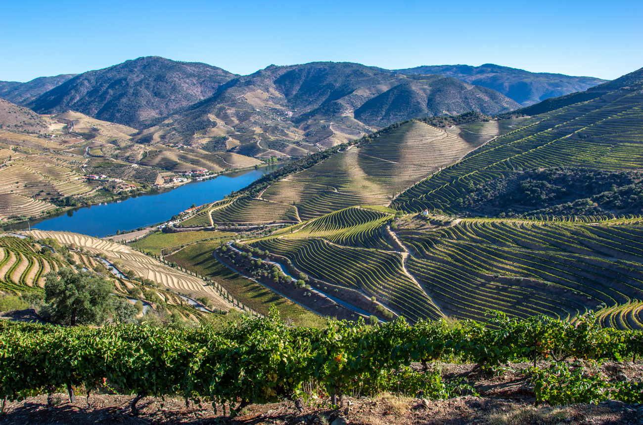 Rows of terraced vineyards on steep hills beside a rive