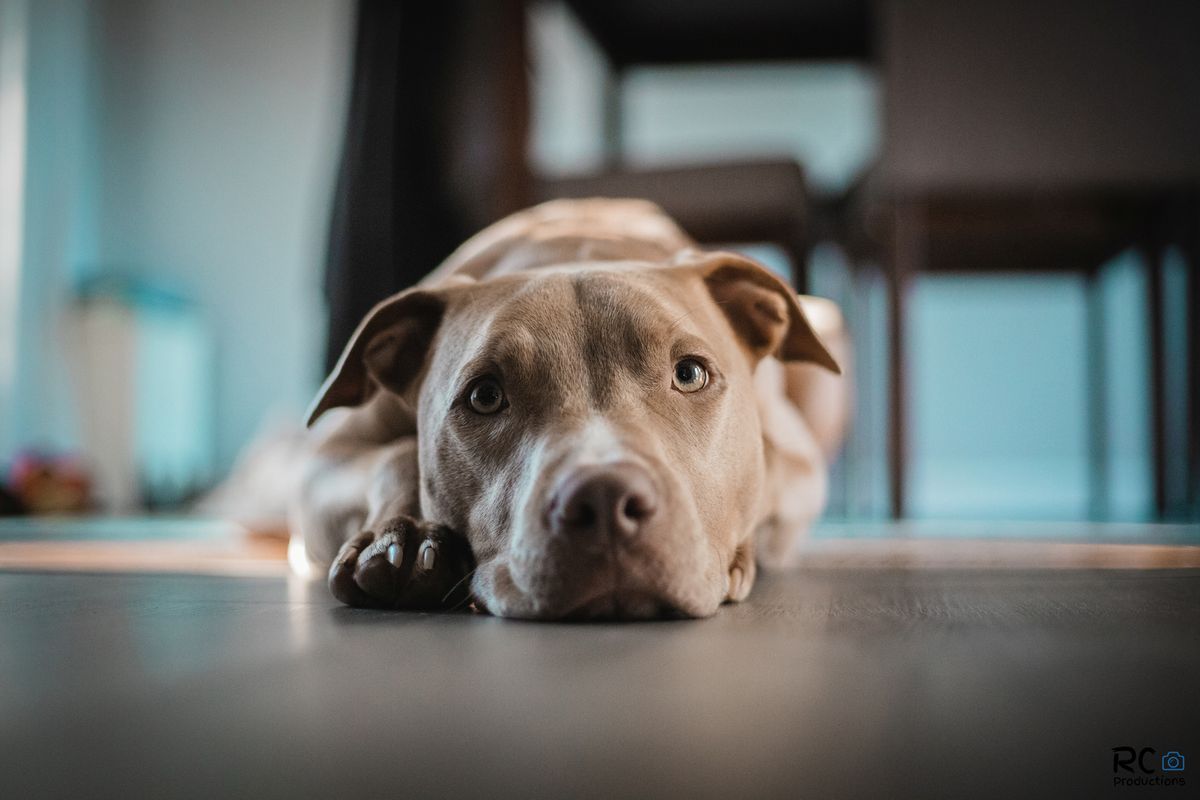 Best High Energy Dog Food Fueling Your Pups Adventures! Best High Energy Dog Food Fueling Your Pups Adventures!