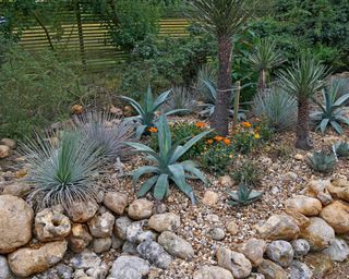 A dry dessert garden with cactus and succulents