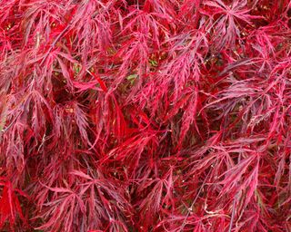 close up of the red leaves of Acer palmatum ‘Crimson Queen’