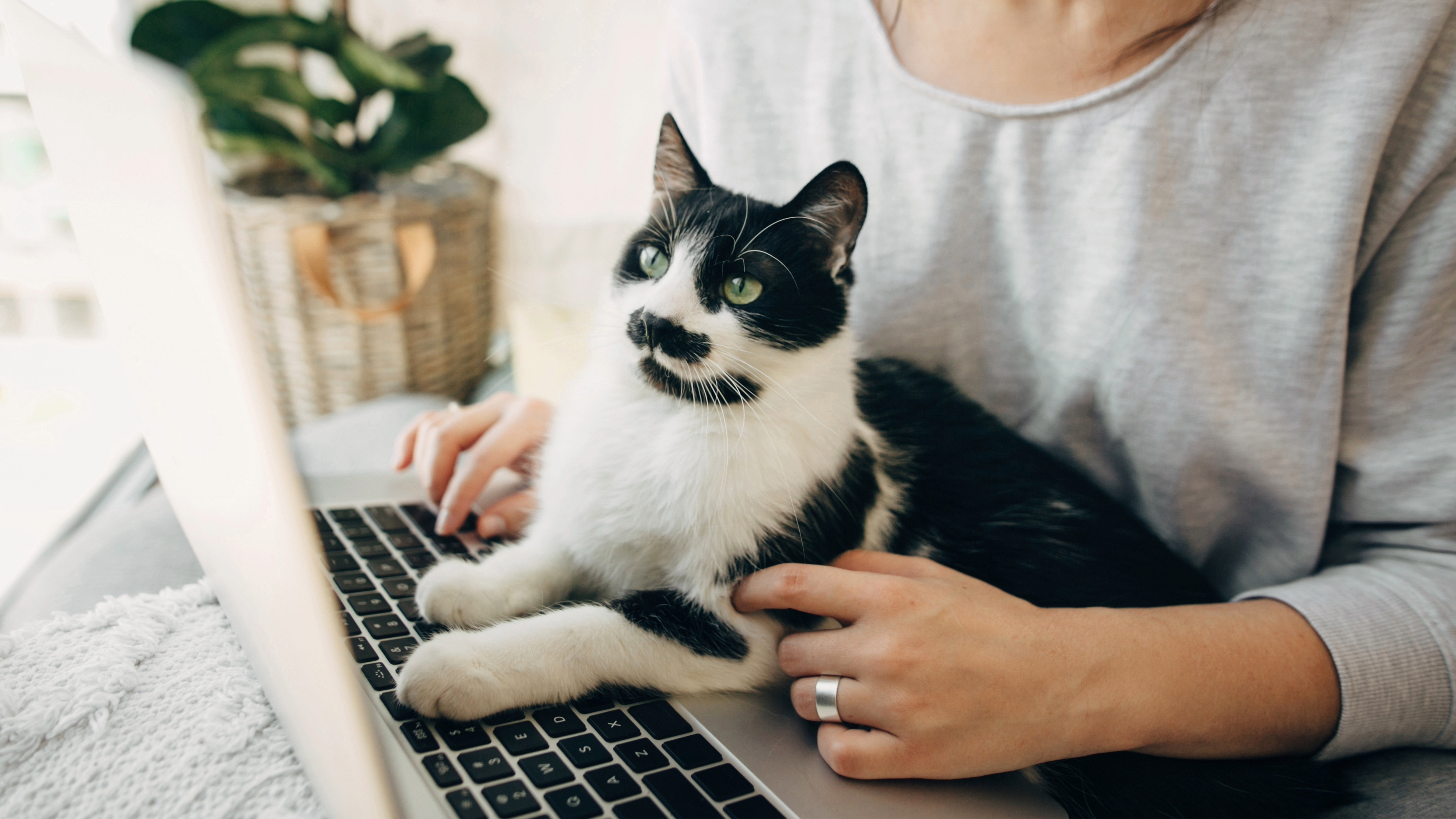 Black and white cat on laptop
