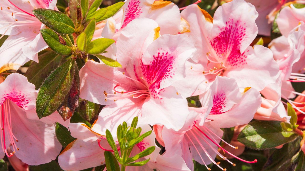 how to care for azaleas: Azalea Encore &#039;Autumn Chiffon&#039; 