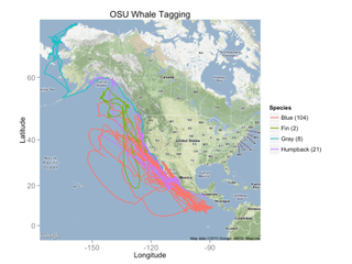 Tracks of blue, humpback, gray and fin whales, compiled from tags placed on the animals.