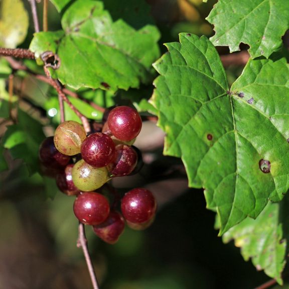 Wild Muscadine Grapes The Rich American History Of Muscadine Grapes Gardening Know How