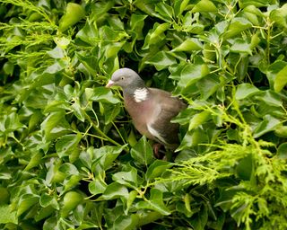 bird in hedge