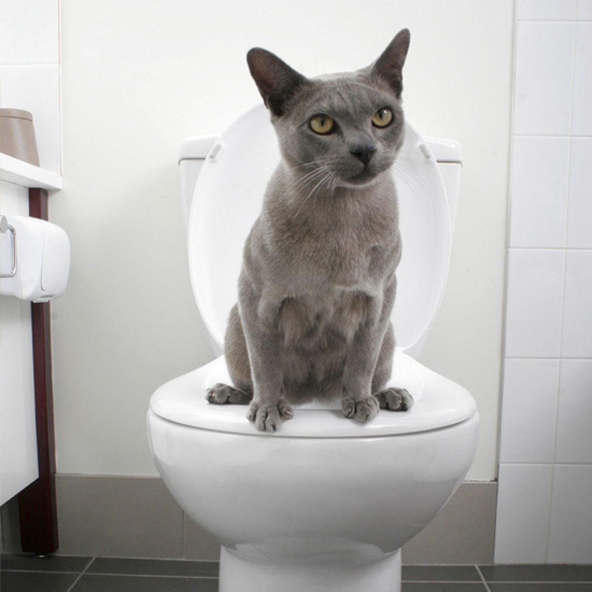 Train your cat to use the toilet with a new potty training system