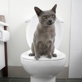 bathroom with grey cat on white toilet