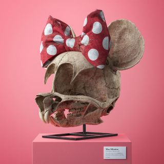 Minnie Mouse fossil