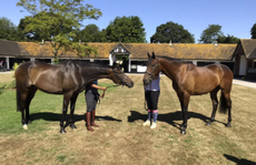 Altior-e1533055145801.png
