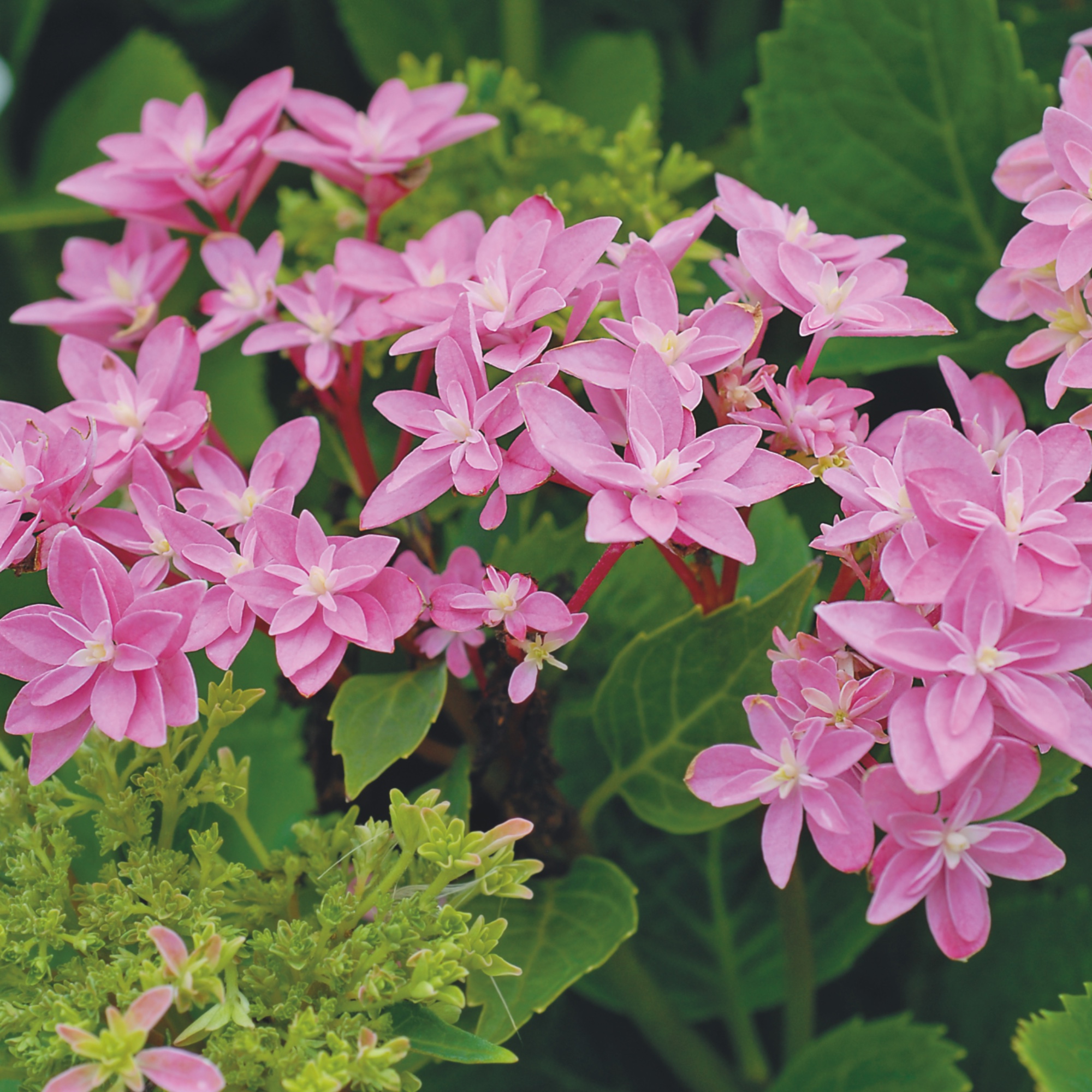 Double Dutch Edam hydrangea variety