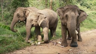 The 'Gossip Girl' elephants at the Boon Lott’s Elephant Sanctuary in Paul O'Grady's Great Elephant Adventure.