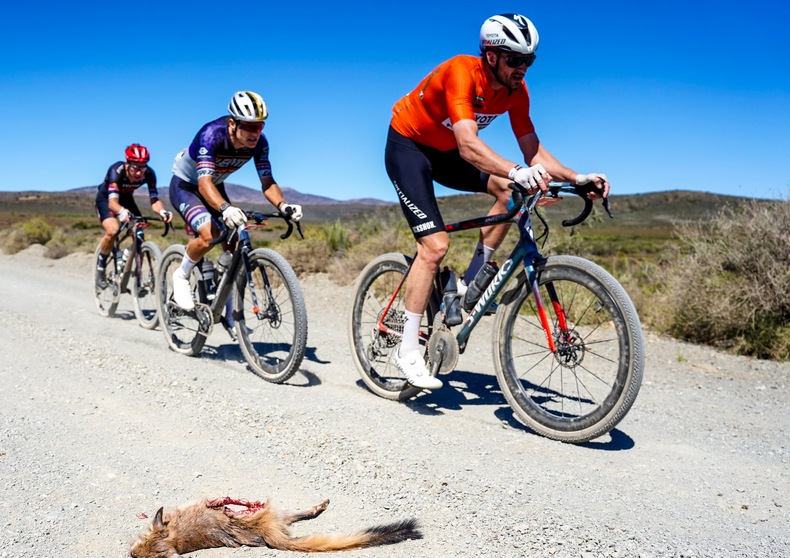 Matthew Beers racing Gravel Burn with dead jackal in the road