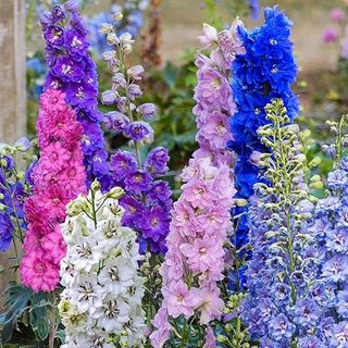 Mix Delphinium Seeds for Planting - 2000 Delphinium Seeds Colorful Flower Seed Non Gmo & Heirloom Seeds Great for Home Garden