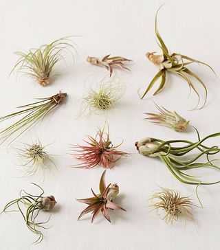 Urban Outfitters + Small Live Assorted Air Plant