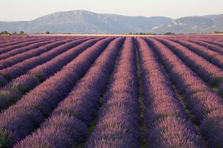 benefits-of-lavender-oil-244718-1587568956812-main