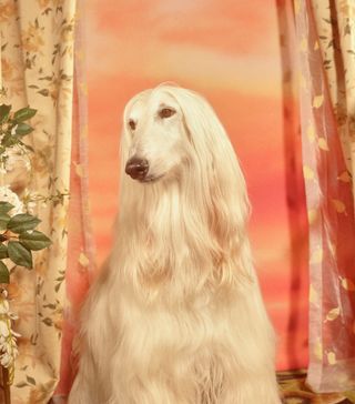 gucci-year-of-the-dog-photographs-247794-1516909663044-image