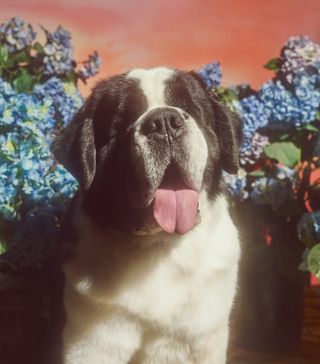 gucci-year-of-the-dog-photographs-247794-1516909665997-image