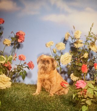 gucci-year-of-the-dog-photographs-247794-1516909667596-image