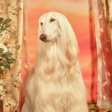 gucci-year-of-the-dog-photographs-247794-1516909719219-square